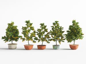 新中式橘子植物盆景盆栽