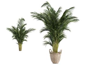 藤编花盆里的凤尾竹盆栽植物