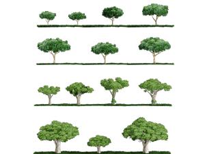 长在草地上的大树