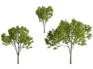 三棵长满绿叶的景观树木