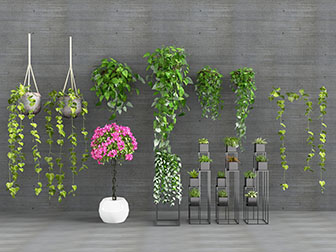 现代吊篮绿植盆栽植物