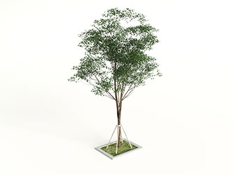 一棵种在花坛里的道旁树木