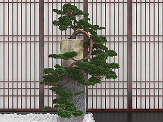 中式松树盆景景观小品
