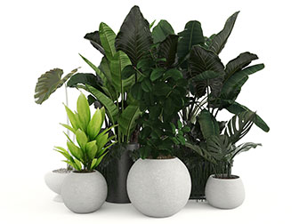 现代球形花盆盆栽植物