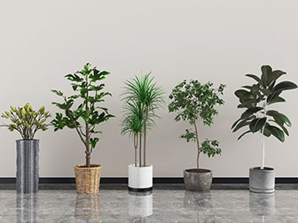 现代花盆盆栽植物