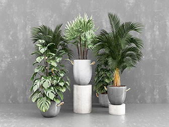 现代花盆盆栽植物