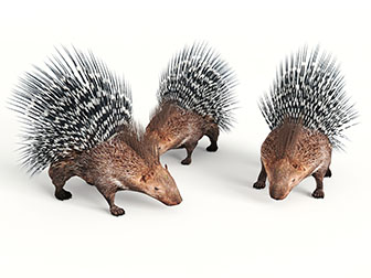 几只寻找食物的刺猬爬行动物