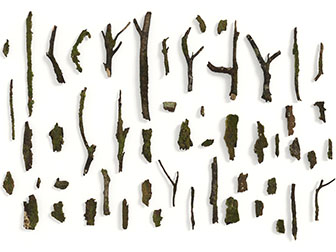 断裂腐朽的树枝