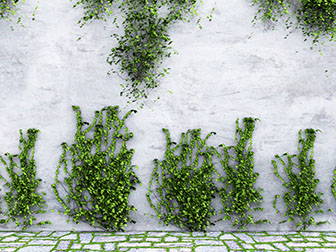 爬满墙面的藤蔓植物