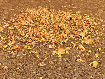 铺满地面的黄色落叶