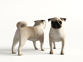 一只沙皮狗爬行动物