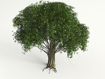 一棵枝繁叶茂的老树