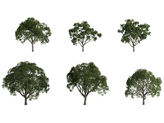 几棵绿色的景观树木