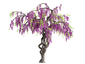 开满紫色的花树