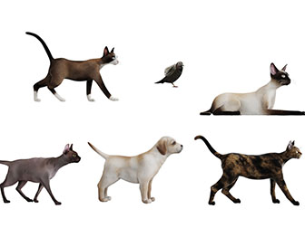 暹罗猫狗鸽子爬行动物