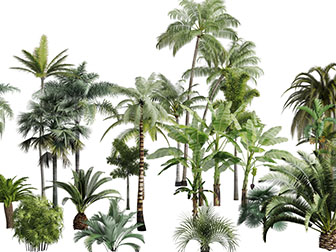 一排热带椰子树