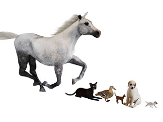 猫狗鸭子马爬行动物