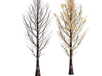 长满黄树叶的大树