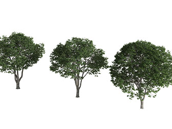 三棵宽大树冠的景观树木