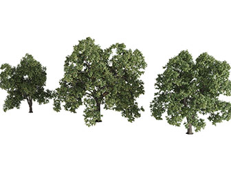 几棵生长茂盛的大树