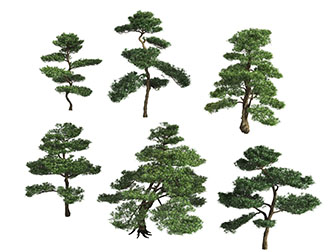 几棵迎客松树木