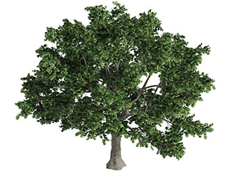 一棵枝叶茂盛的大树