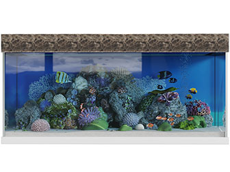 放置珊瑚的鱼缸水族