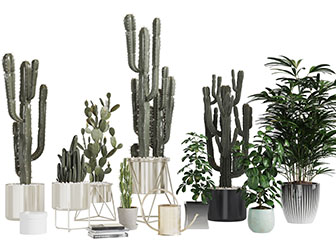 现代花盆仙人掌盆栽植物