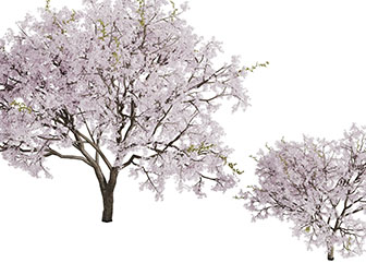 两棵粉色花朵的景观树木