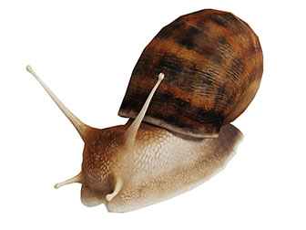 一只褐色的蜗牛爬行动物