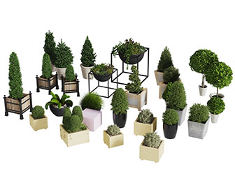 园林实木花盆盆栽灌木植物