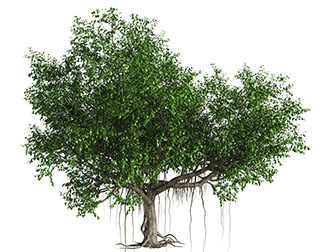 现代绿色大树