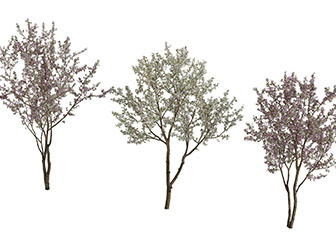 几棵开满鲜花的树