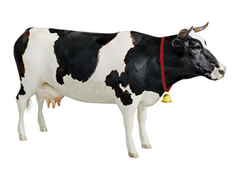 一头花花牛爬行动物