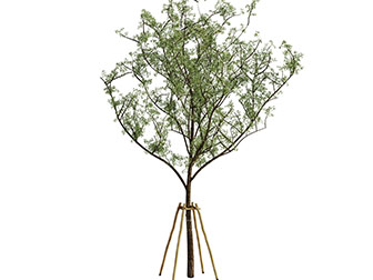 一棵带木棍支架的大树