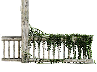 缠绕在实木栏杆上的藤蔓植物