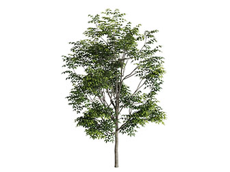 一棵高大的景观树木