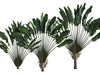 现代扇形灌木植物