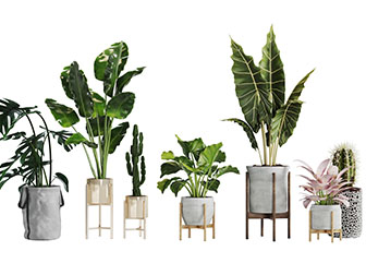 现代花盆盆栽植物