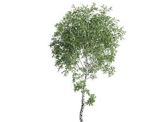 长得细高的道旁树木