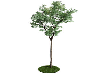 一棵枝叶稀疏的道旁树木