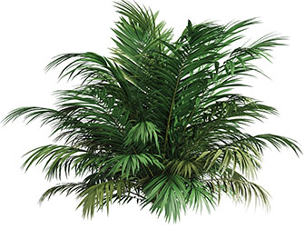 一丛茂盛的花草植物