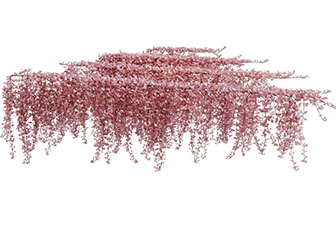 红色叶子的藤蔓植物