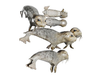 几只游泳的海豹水生动物