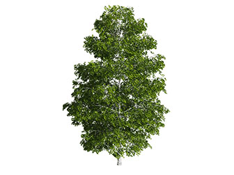 一棵高大的景观树木