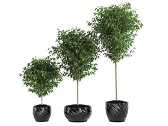 黑色陶瓷花盆盆栽植物