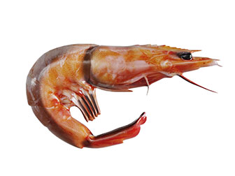 一只红色的大龙虾水生动物