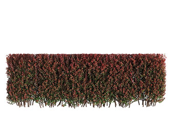 红色的长方形植物墙