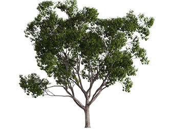 一棵绿色的大树