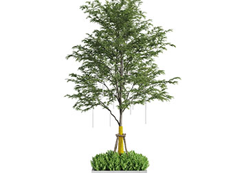 一棵种在花坛里的大树